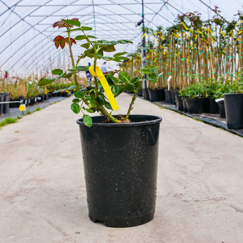 Róża wielkokwiatowa CEGLASTA