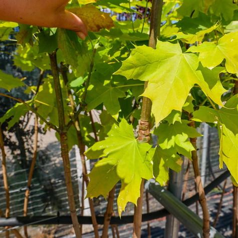 Klon pospolity Priceton Gold szczepiony na pniu