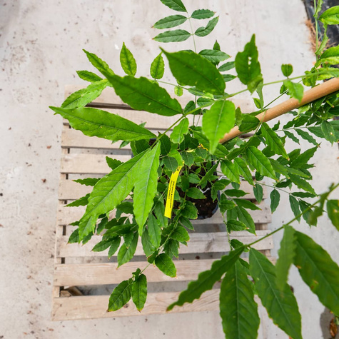 Glicynia chińska Caroline (C2)