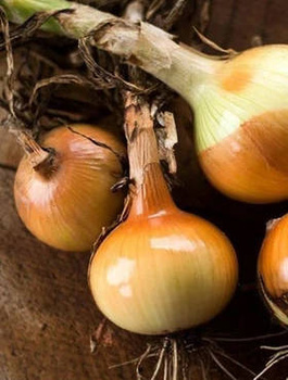 Cebula żółta POLANA F1 średniowczesna 500g