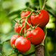Pomidor gruntowy wysoki Harzfeuer F1 0,3g