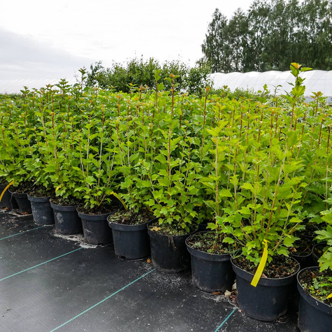 Porzeczka alpejska (P9)