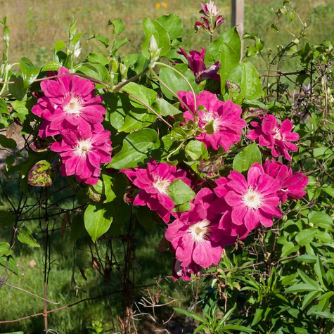 Powojnik Clematis wielkokwiatowy Red Star (C2)