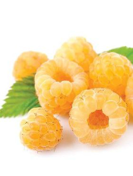 Malina żółta Plant Pack