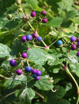 Winnik zmienny Elegans (C2)