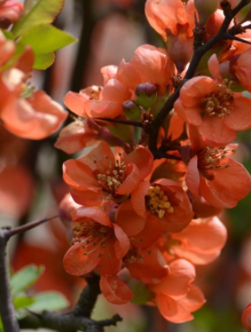 Pigwowiec japoński Sargentii (C2)