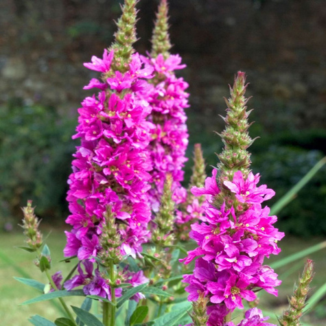 Krwawnica pospolita Robert (C2)