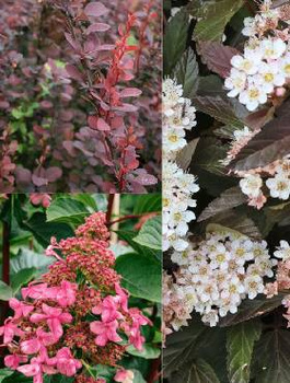 Zestaw Roślin Na Słoneczne Stanowisko