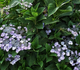 Hortensja ogrodowa Mariesii Perfecta