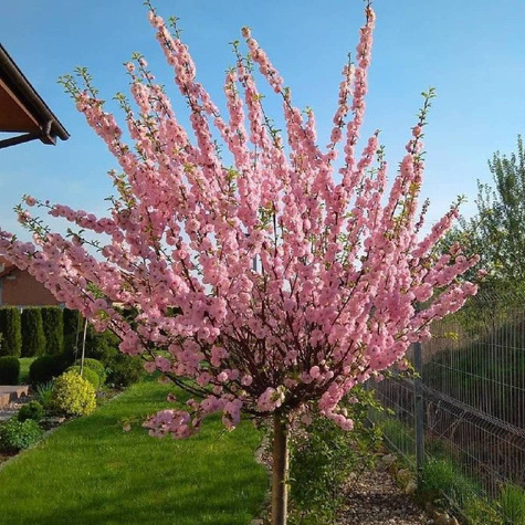 Migdałek różowy szczepiony na pniu