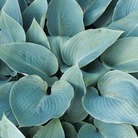 Funkia ogrodowa Hosta Halcyon