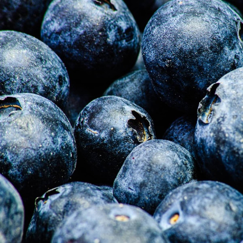 Borówka amerykańska Polaris wczesna