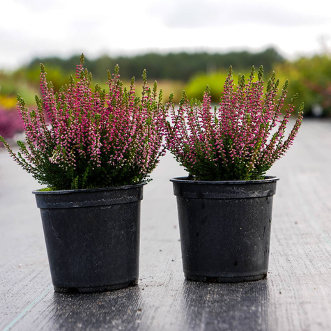 Wrzos pospolity Renate różowy pączkowy