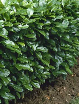 Laurowiśnia wschodnia Rotundifolia (C2)