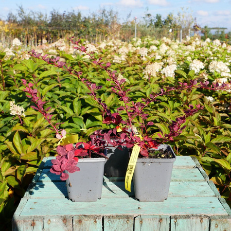 Berberys thunberga Rosetta (C2)