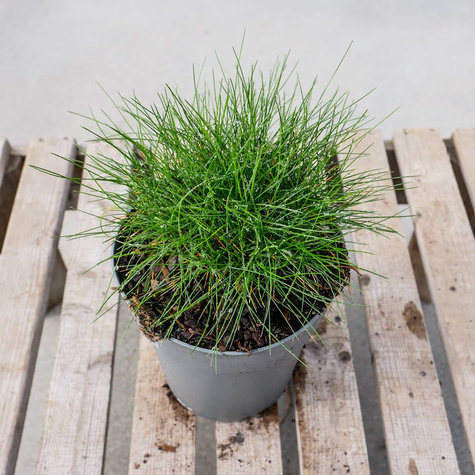 Kostrzewa Gautieria (P9)