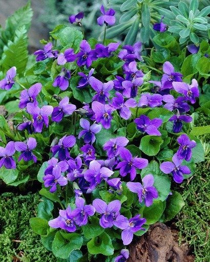 Fiołek wonny Sweet Violet pachnący jadalny 0,3g