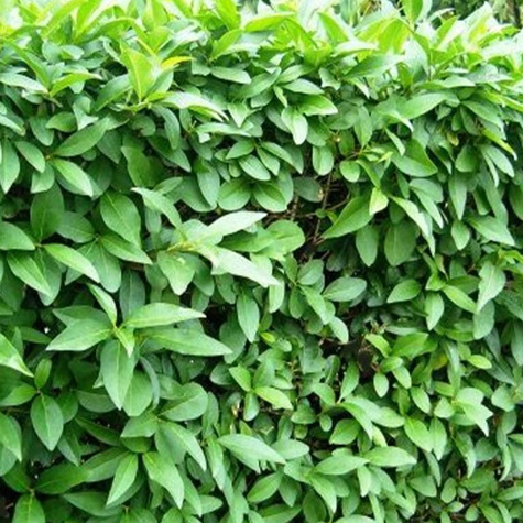 Ligustr pospolity Atrovirens (C2)