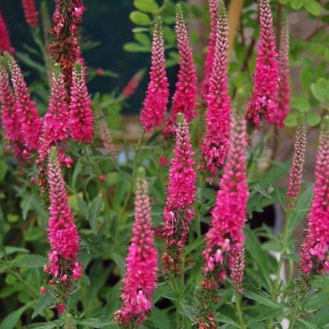 Przetacznik kłosowy Rotfuchs Red Fox (C2)