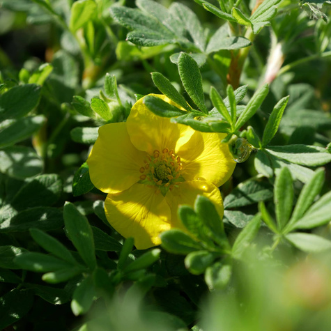 Pięciornik krzewiasty 'Sommerflor' (C2)