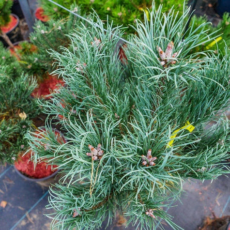 Sosna zwyczajna Watereri