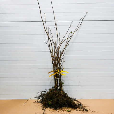 Orzech laskowy Leszczyna Webba Cenny DUŻE OWOCE Plant Pack