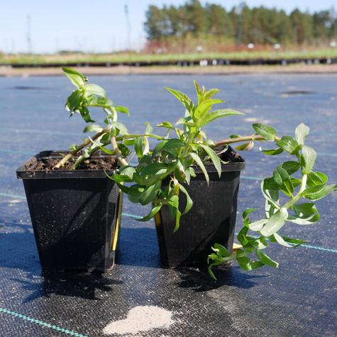 Lobelia sessilifolia