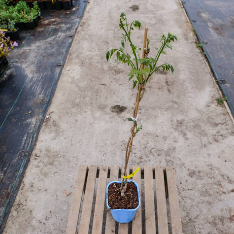 Glicynia kwiecista Wisteria Ludwik Lawin (C2)