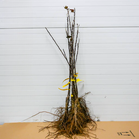 Jabłoń Rubin Plant Pack