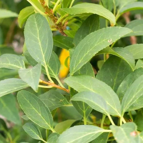 Sztobry Forsycja pośrednia Spring Glory 10szt.