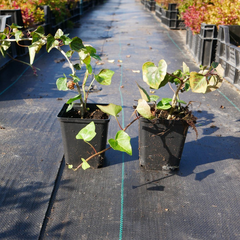 Bluszcz pospolity Thorndale (P9)