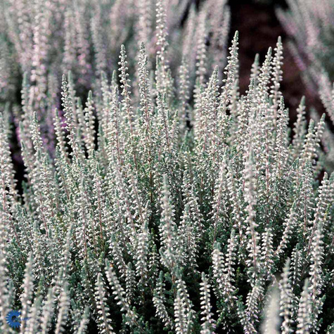 Wrzos pospolity biały kwiat liście srebrno-zielone sadzonki