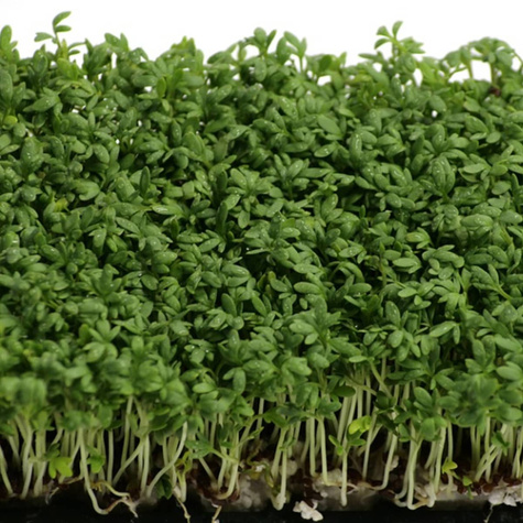 Rzeżucha z kiełkownicą 15g