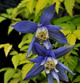 Powojnik Clematis botaniczny Stolwijk Gold