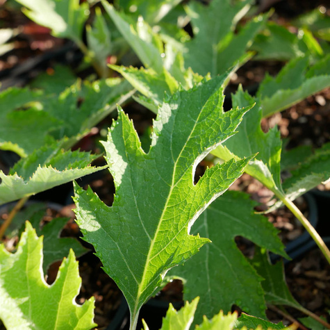 Hortensja dębolistna Ice Crystal (P9)