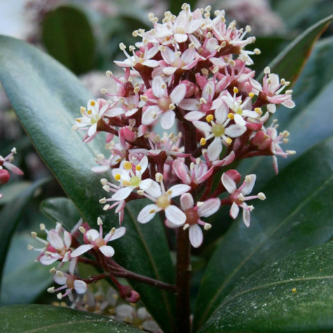 Skimia japońska Rubella (C2)