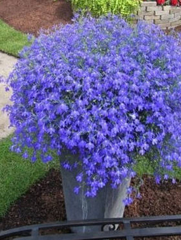 Lobelia zwisająca niebieska SADZONKA