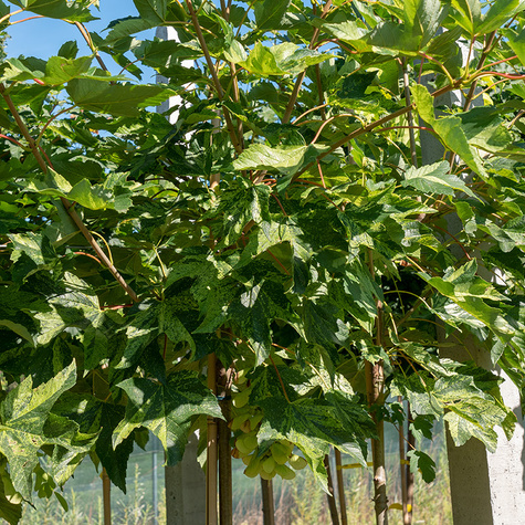 Klon jawor Leopoldii szczepiony na pniu (Pa 120/160, obw. 6-8, H-180/200)