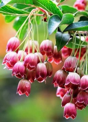 Enkiant dzwonkowaty (C2)