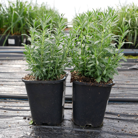 Lawenda wąskolistna Valence Dark Violet (C2)