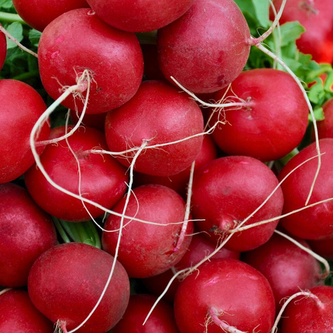 Nasiona na taśmie Rzodkiewka Helro Era 5m ok. 225 nasion