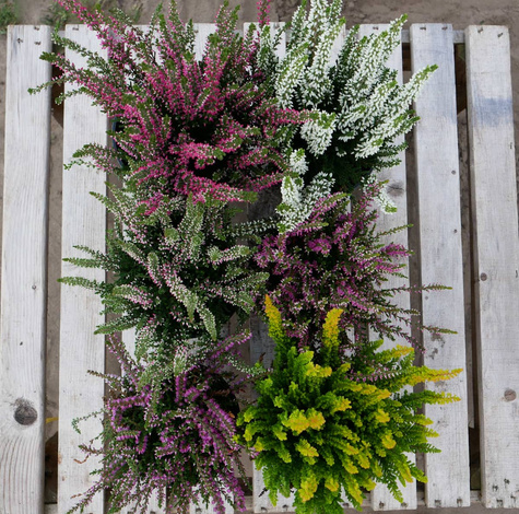 Zestaw 6 x Wrzos pospolity mix kolorów sadzonki