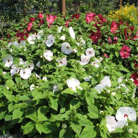 Hibiskus bylinowy Red Dot (C2)