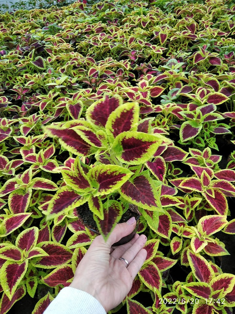 Koleus Coleus Pokrzywka czerwono-zielona