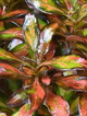 Koprosma 'Evening Glow' ®