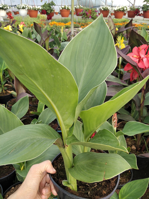 Zestaw 2 szt. Kanny Kanna czerwona i żółta Paciorecznik Canna C2