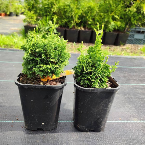 Thuja Tuja Żywotnik zachodni 'Spiralis Mini' (C2)