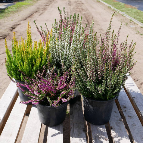 Zestaw 6 x Wrzos pospolity mix kolorów sadzonki