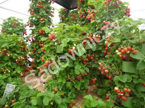 TRUSKAWKA MONTERREY bardzo plenna pyszna PNĄCA WISZĄCA POWTARZAJĄCA 10 szt