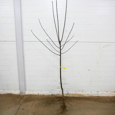 Śliwa Renkloda Zielona Plant Pack